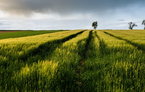Field, summer, the sky, trees, rye, dal, space, ears