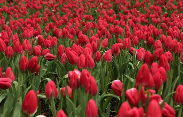 Picture field, flowers, red, tulips, bokeh