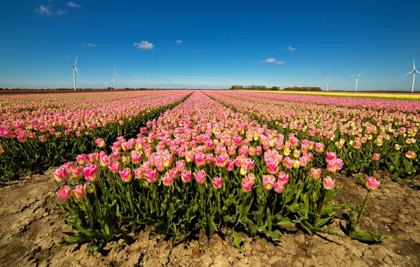 Picture field, the sky, the sun, tulips, windmills