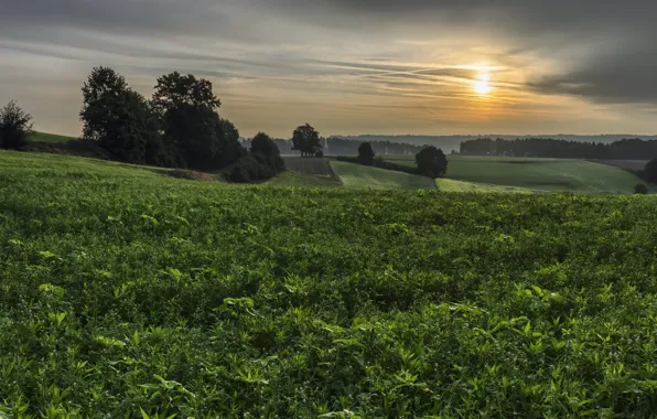 Field, sunset, nature