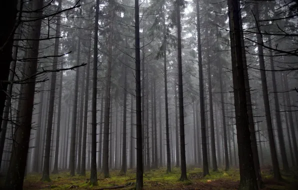 Picture forest, trees, nature, fog