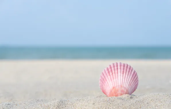 Sand, sea, beach, macro, nature, shell