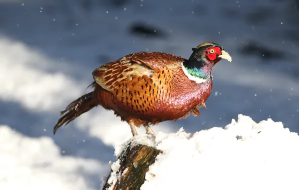 Winter, snow, nature, bird, bright, snowfall, pheasant