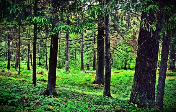 Forest, Russia, Russia, Forest