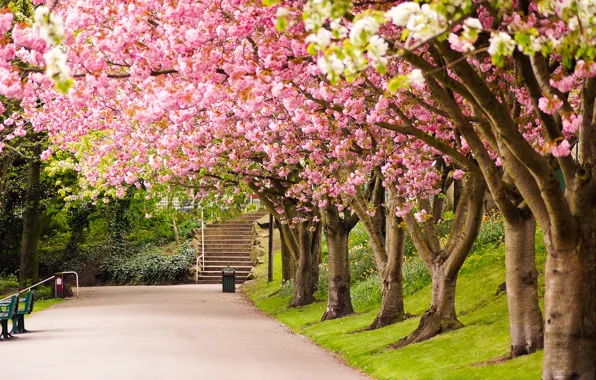 Road, trees, nature, Park, England, spring, Sakura, UK