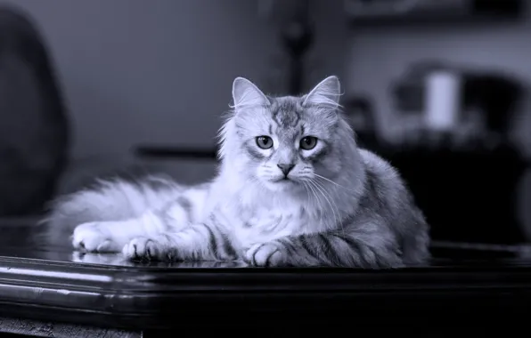 Picture cat, lies, on the table, Siberian, pedigree