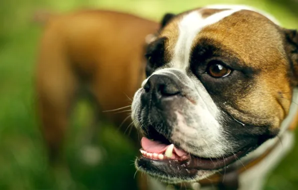 Look, each, dog, English bulldog