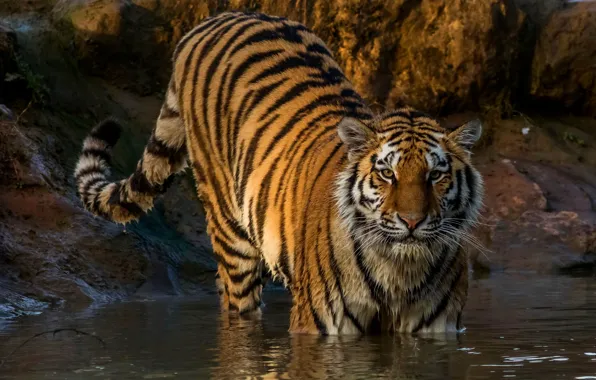 Tiger, wet, predator, striped, in the water