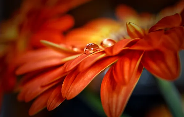 Flower, drops, macro, petals, red, gerbera