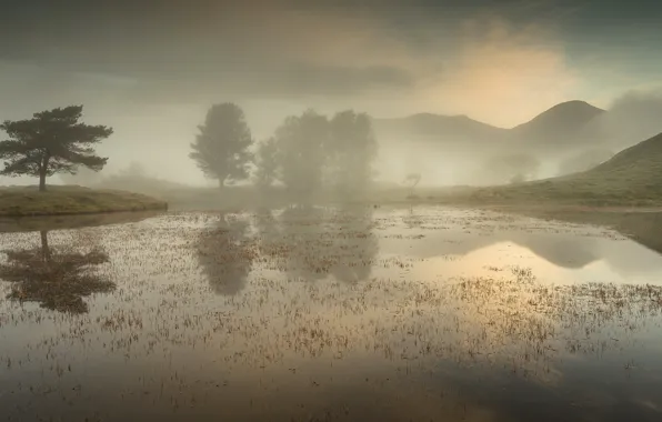 Picture the sky, trees, algae, landscape, mountains, nature, fog, lake