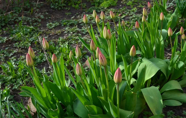 Grass, leaves, green, pink, Tulips, buds