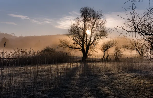 Picture field, fog, morning