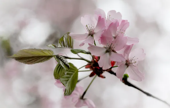 Picture leaves, flowers, cherry, branch, spring, pink, flowering