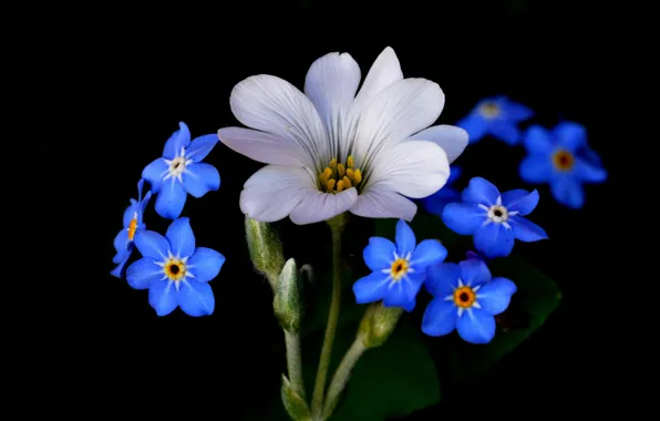 Picture flowers, nature, background, plant, petals