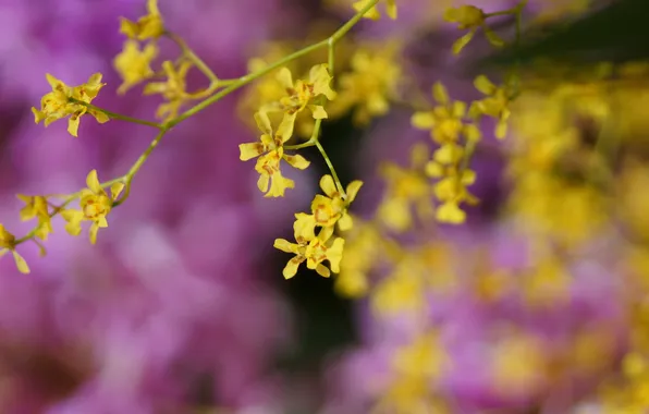 Picture flowers, yellow, lilac