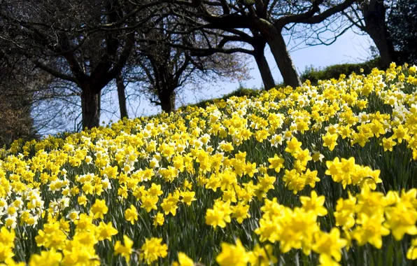 Field, trees, flowers, nature, yellow, petals, buds, daffodils