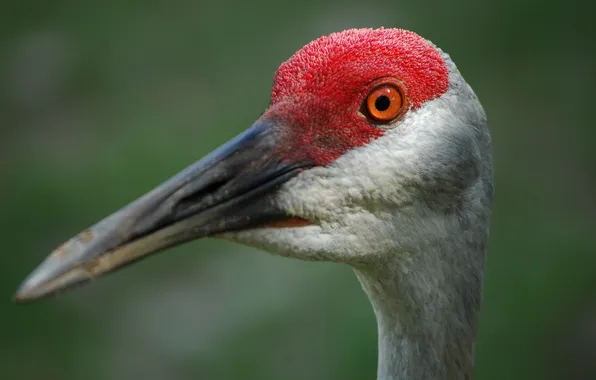 Picture Bird, Closeup, Sandhill Crane