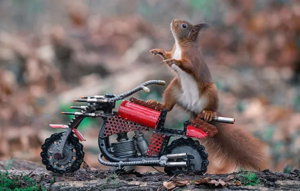 Look, nature, pose, legs, protein, muzzle, motorcycle, bike