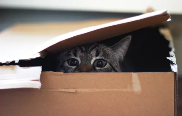 Picture eyes, cat, look, box