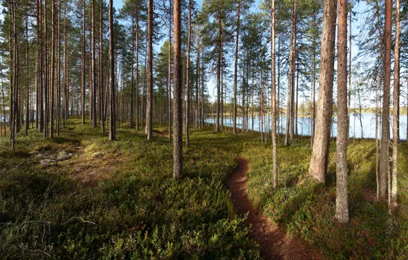 Forest, trees, lake, path