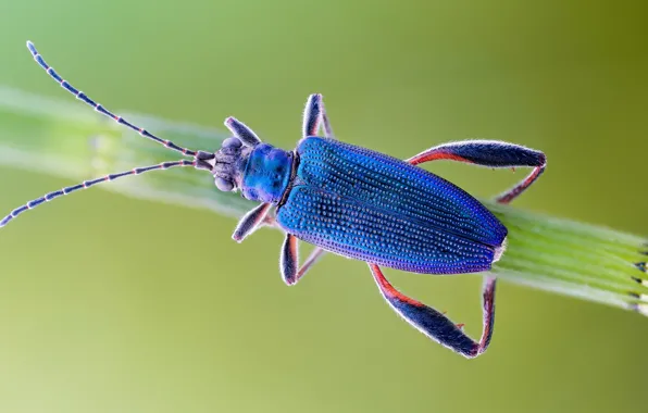 Macro, beetle, insect