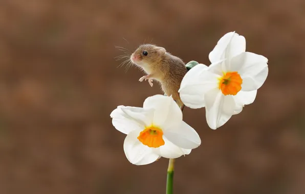 Flower, background, bokeh, Narcissus, rodent, the mouse is tiny
