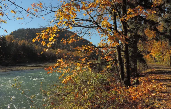 Picture trees, river, branch, foliage, Autumn, track, river, trees