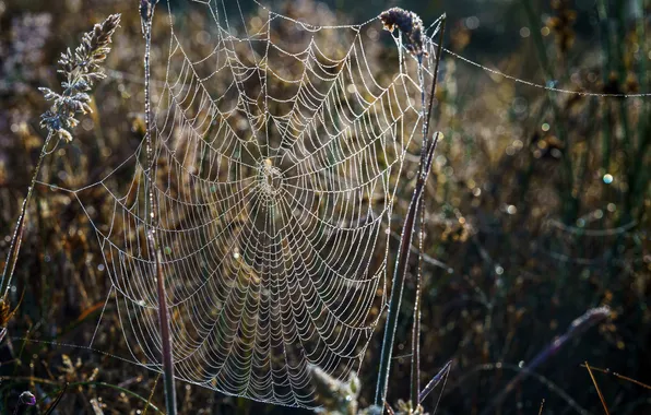 Grass, Rosa, web
