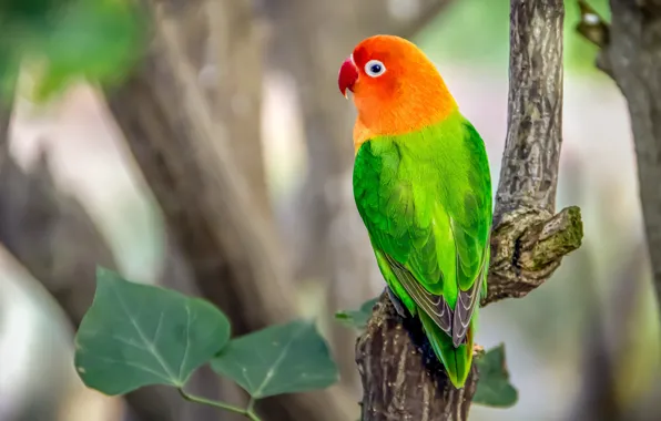 Bright, bird, parrot