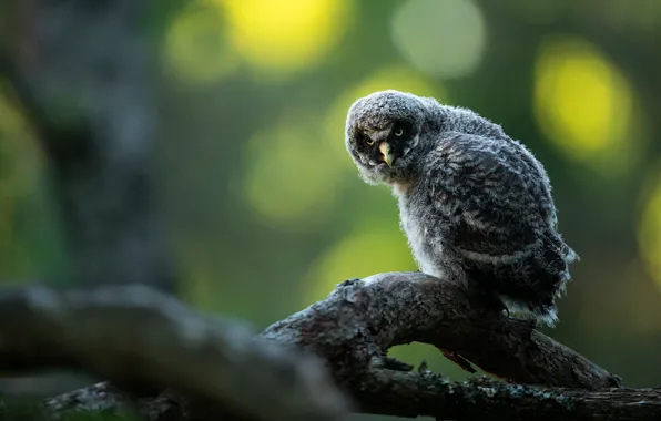 Look, nature, tree, owl, bird, branch, bitches, bokeh