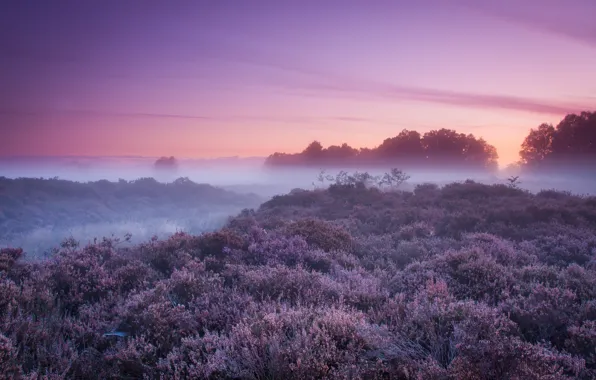 Picture trees, nature, fog, the bushes