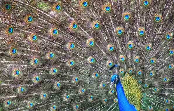 Picture bird, pattern, feathers, tail, peacock