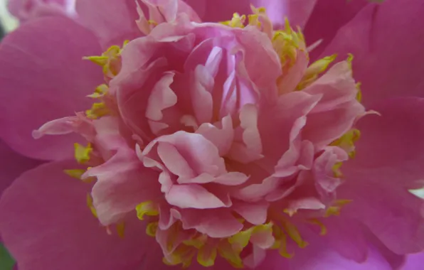 Macro, pink, petals, peony
