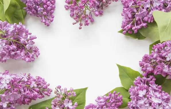Flowers, white background, lilac