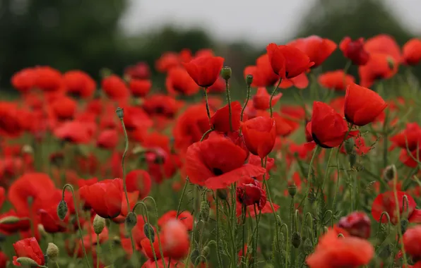 Flowers, bright, Maki, red, a lot, plantation, poppy field