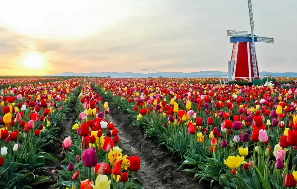 The sky, the sun, clouds, light, landscape, flowers, mountains, dawn