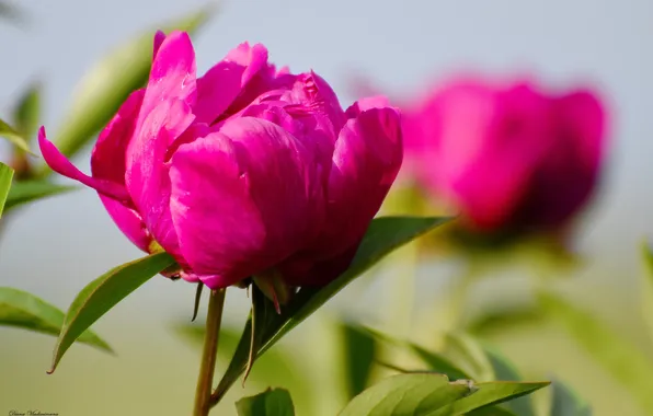 Summer, flowers, nature, peony