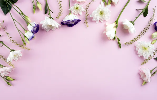 Flowers, white, white, pink background, chrysanthemum, flowers, beautiful, romantic
