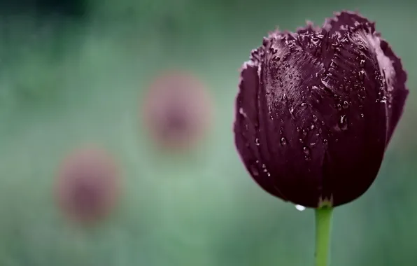 Picture drops, flowers, nature, Tulip