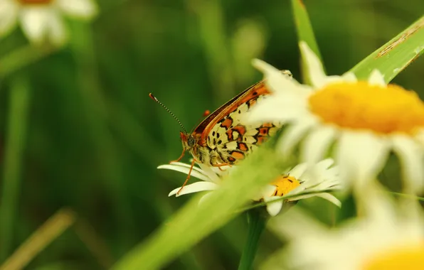 Butterfly, chamomile, wings, flower.