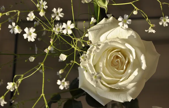 Picture rose, petals, Bud, white rose