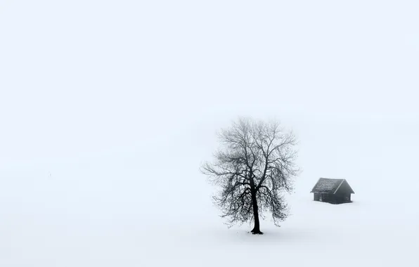 Picture landscape, fog, house, tree