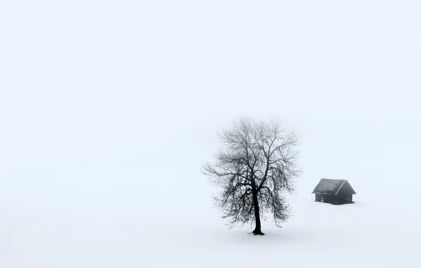 Trees, landscape, fog, home