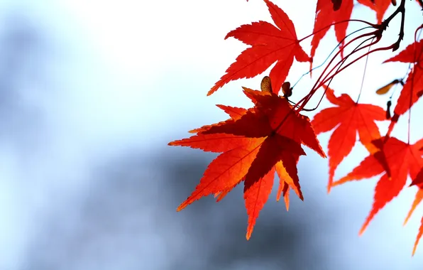 Picture autumn, the sky, leaves, branch, red, maple