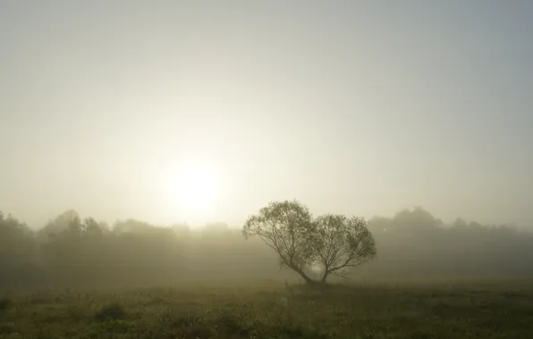 Picture autumn, fog, tree, morning