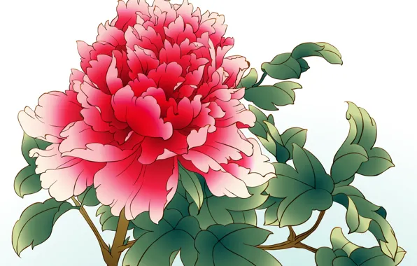 Flower, leaves, white background, peony, red peony