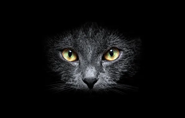 Picture BACKGROUND, LOOK, GREY, BLACK, FACE, CAT, MUSTACHE, EYES