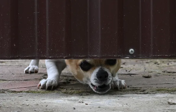 Animals, the fence, dog, security, Chihuahua, 2025, the dog