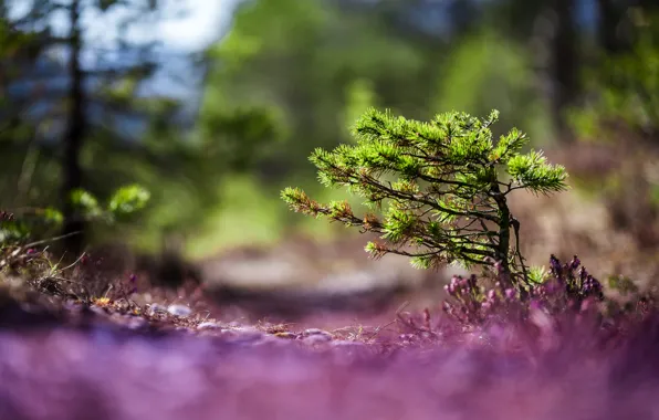 Picture macro, background, tree