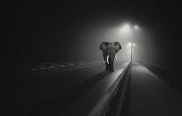 Night, bridge, the city, elephant